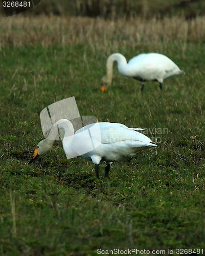 Image of whooper swan