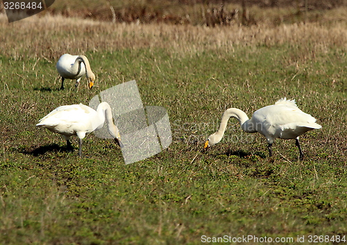 Image of whooper swan