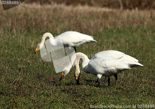 Image of whooper swan