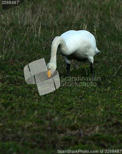 Image of whooper swan