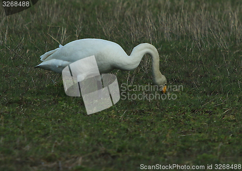 Image of whooper swan