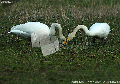 Image of whooper swan