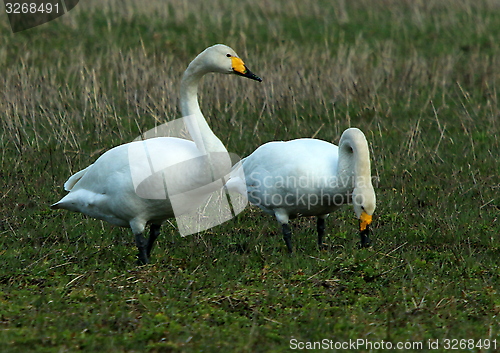 Image of whooper swan