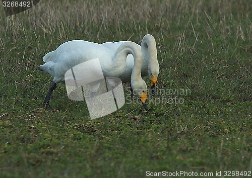 Image of whooper swan