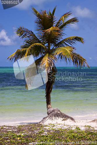 Image of  palm in the wind in the blue lagoon