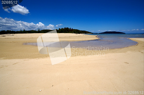 Image of tree in the beach