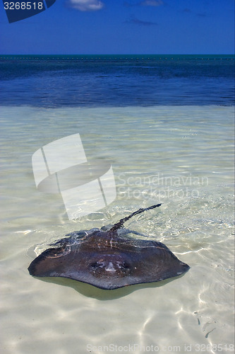 Image of isla contoy and a raza in mexico