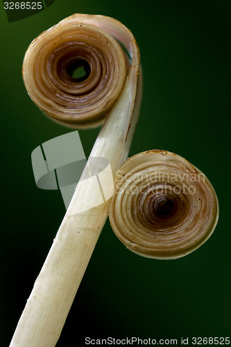 Image of two rolled up