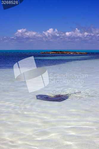 Image of a grey raza in the isla contoy mexico