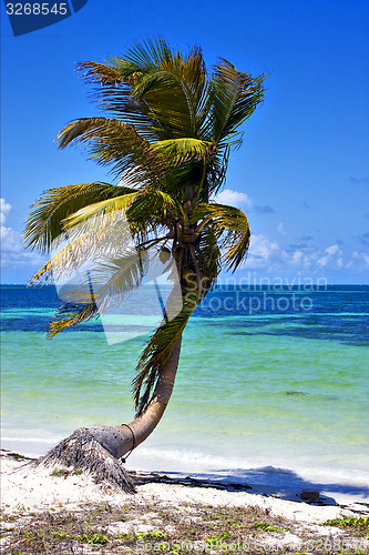 Image of a palm in sian kaan lagoon mexico