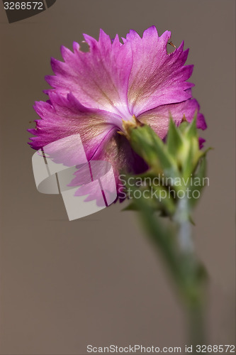 Image of the rear of wild violet carnation