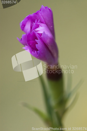 Image of a new wild violet carnation 