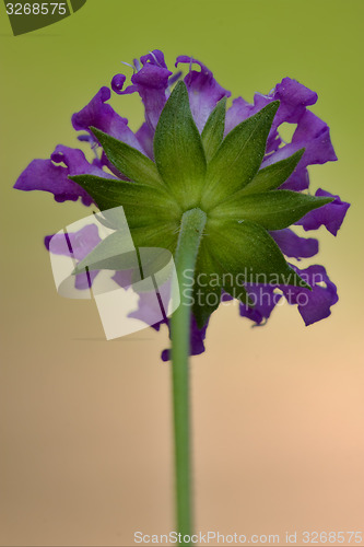 Image of rear of a dispsacacea