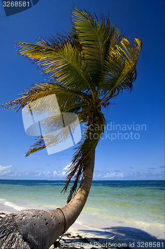 Image of  palm in the wind in the blue lagoon mexico