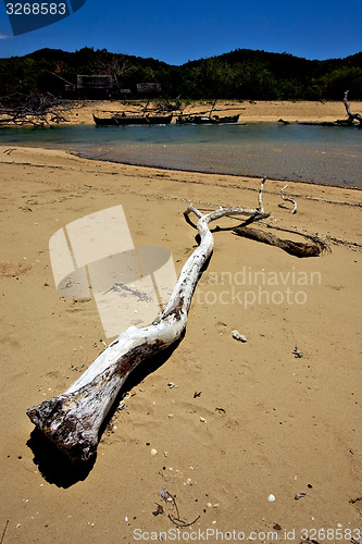 Image of tree and boats