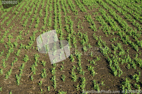 Image of Brown beans seedlings