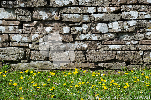 Image of Yellow blossom at the stone wall