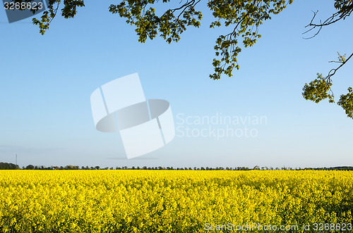 Image of Branches at blossom rapeseed field