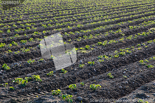 Image of Strawberry seedlings