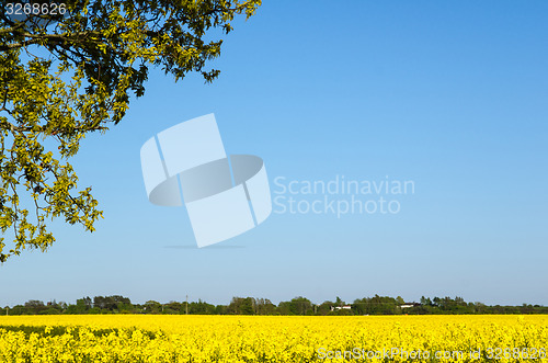 Image of Yellow landscape