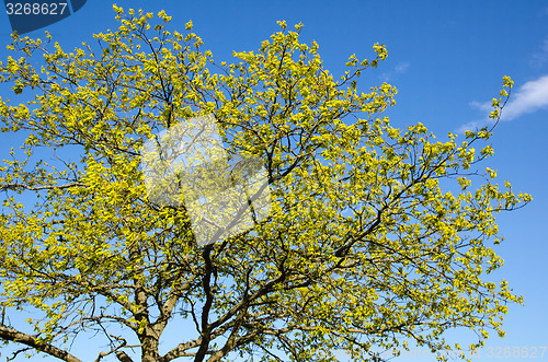 Image of Fresh green oak tree