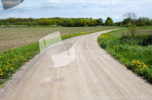 Image of Yellow flowers at a gravel road