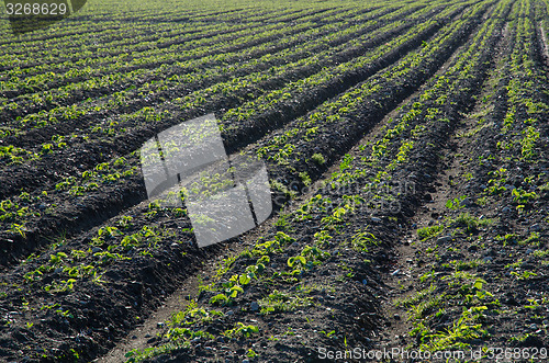 Image of Rows of strawberry seedlings