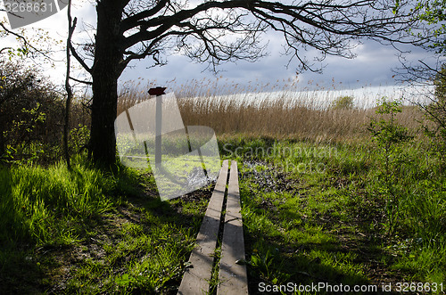 Image of Nature trail at spring