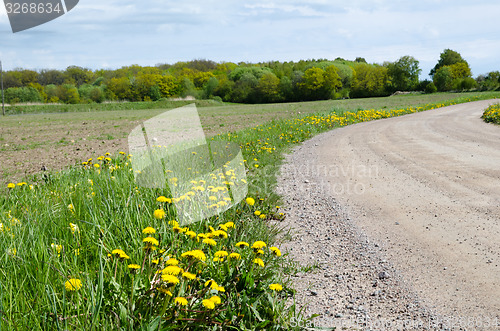 Image of Yellow blossom roadside