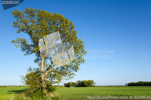 Image of Landscape with oak tree