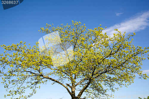 Image of Oak tree in spring color