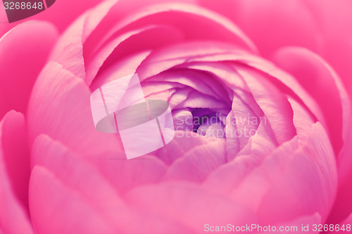 Image of Pink ranunculus flower 