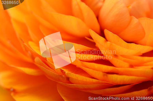 Image of Orange ranunculus petals