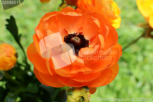 Image of Orange ranunculus flower