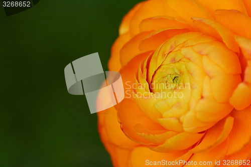 Image of Orange ranunculus flower