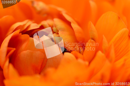 Image of Orange ranunculus opening