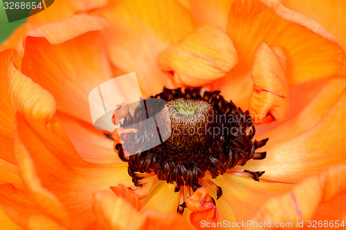 Image of Close-up of a bright orange ranunculus