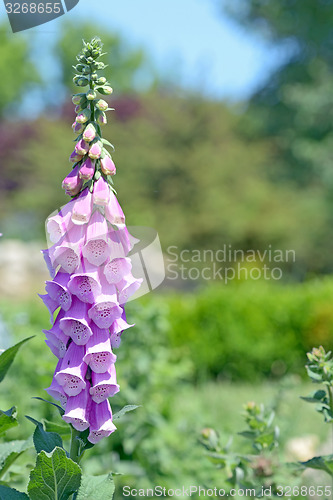 Image of Digitalis Purpurea 