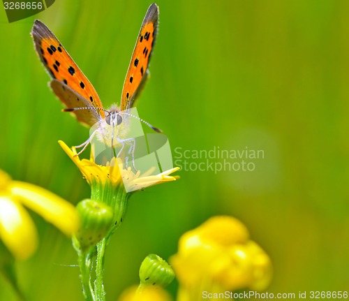 Image of butterfly on yellow flower