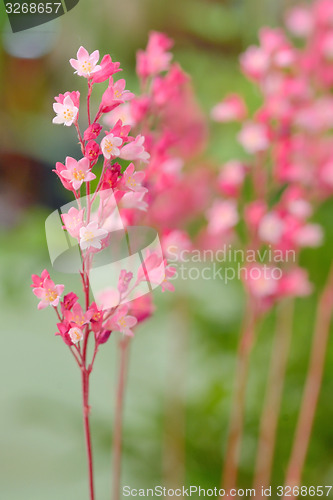 Image of branch pink star flower