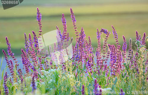 Image of violet summer flowers 