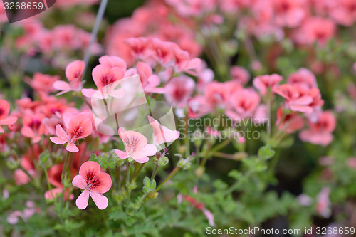 Image of Pink bicolor geraniums