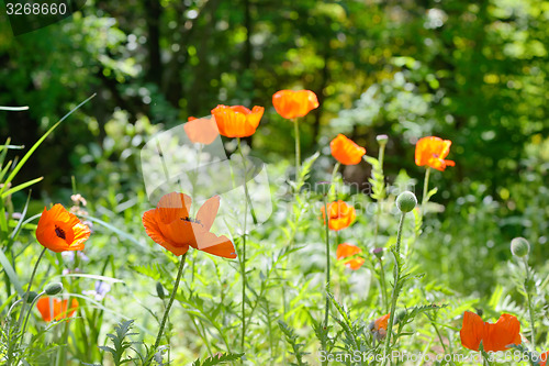 Image of Wild Poppies