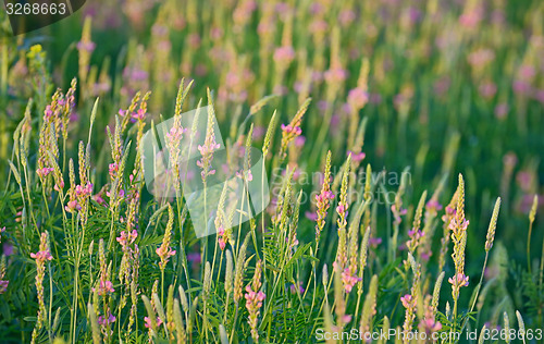 Image of flowering Sainfoin, Onobrychis viciifolia