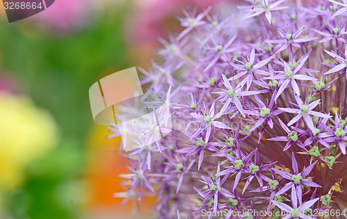 Image of Purple flowers of Allium 