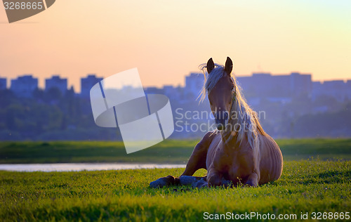 Image of horse sitting in sunset 