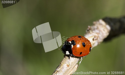 Image of lady bird