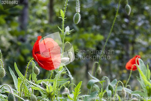 Image of red poppies