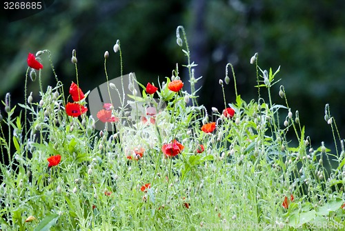 Image of poppies