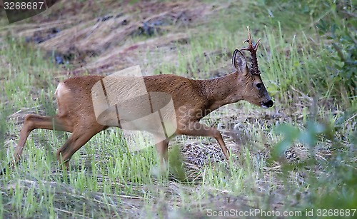 Image of roebuck